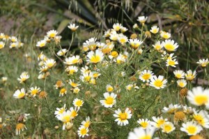Blumenwiese-BineLovesLife-Leaving-on-a-Jetplane