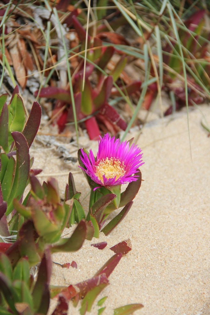 Strafen BineLovesLife Globi sagt nein