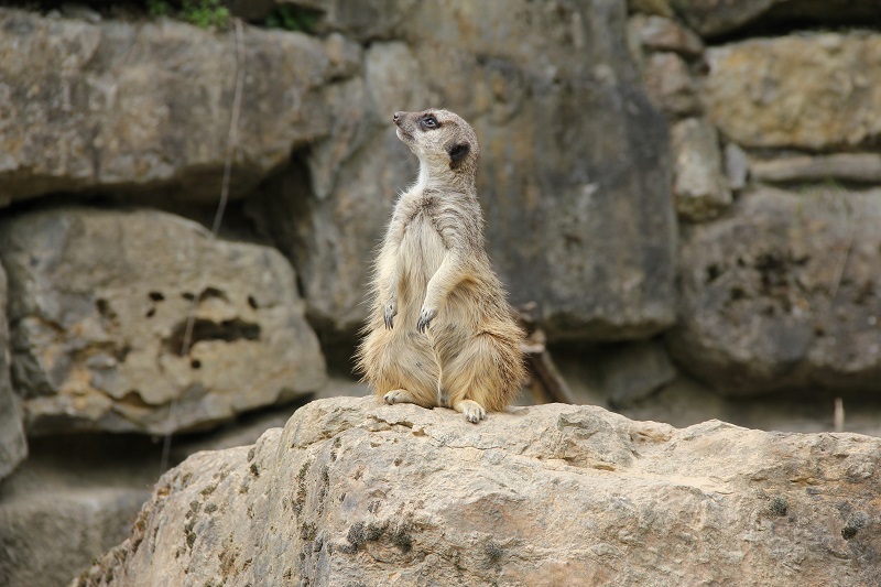 Zoo-oder-Tierpark-BineLovesLife-Echt