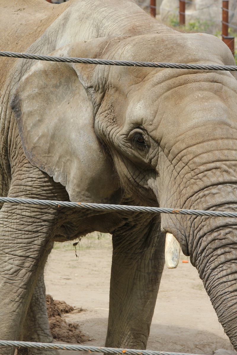 Zoo-oder-Tierpark-BineLovesLife-Elefant