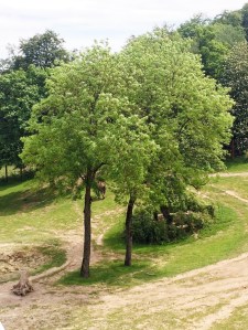 Zoo-oder-Tierpark-BineLovesLife-Elefanten