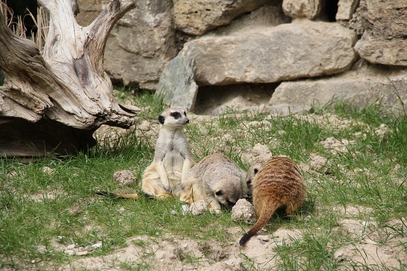 Zoo-oder-Tierpark-BineLovesLife-Erdmännchen