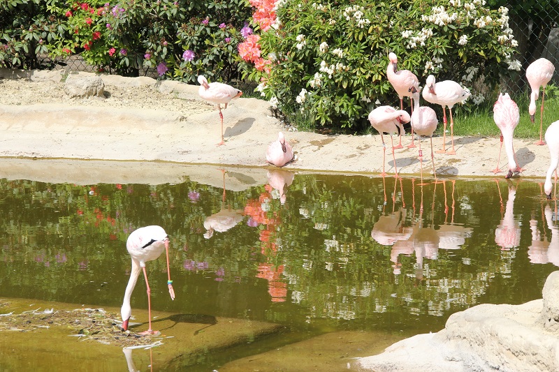 Zoo-oder-Tierpark-BineLovesLife-Flamingo
