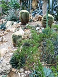 Zoo-oder-Tierpark-BineLovesLife-Kakteen