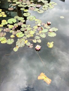 Zoo-oder-Tierpark-BineLovesLife-Seerose
