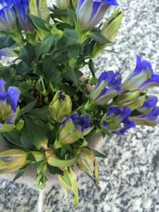 Der-perfekte-Hochzeitsstrauss-Alpenveilchen-BineLovesLife