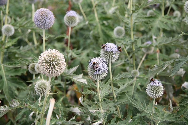 Der-perfekte-Hochzeitsstrauss-Disteln-BineLovesLife