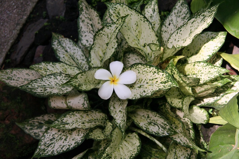 Der-perfekte-Hochzeitsstrauss-Frangipani-Plumeria-BineLovesLife