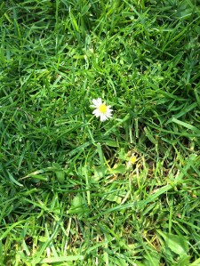 Der-perfekte-Hochzeitsstrauss-Gänseblümchen-BineLovesLife