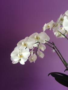 Der-perfekte-Hochzeitsstrauss-Orchidee-BineLovesLife
