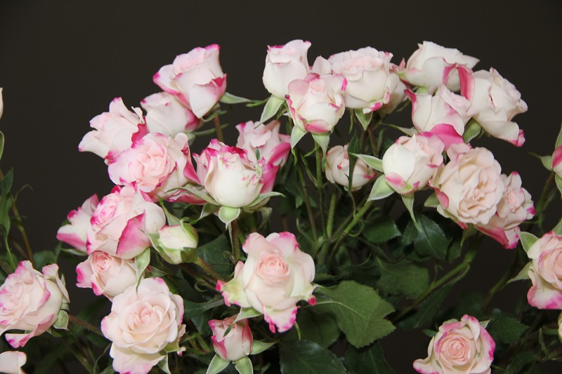 Wedding-Wednesday-BineLovesLife-Lingerie