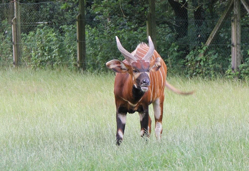 FamilyFriday-GivskudZoo-Safari-BineLovesLife FamilyFriday-GivskudZoo-Safari-BineLovesLife