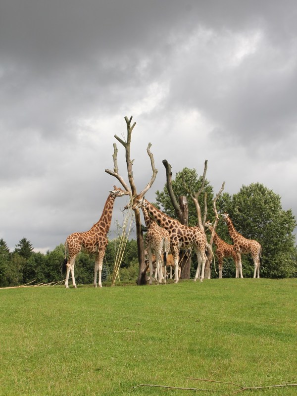 Der Tiger und das Zebra