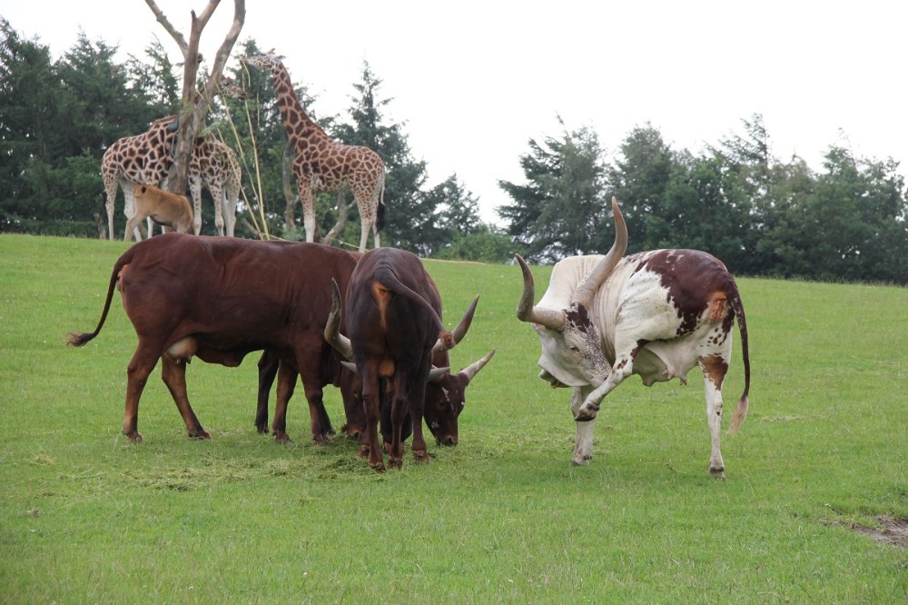 FamilyFriday-GivskudZoo-Safari-Giraffe-BineLovesLife FamilyFriday-GivskudZoo-Safari-Giraffe-BineLovesLife