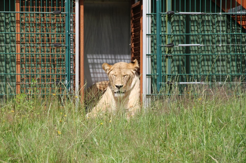 FamilyFriday-GivskudZoo-Safari-Lions-BineLovesLife