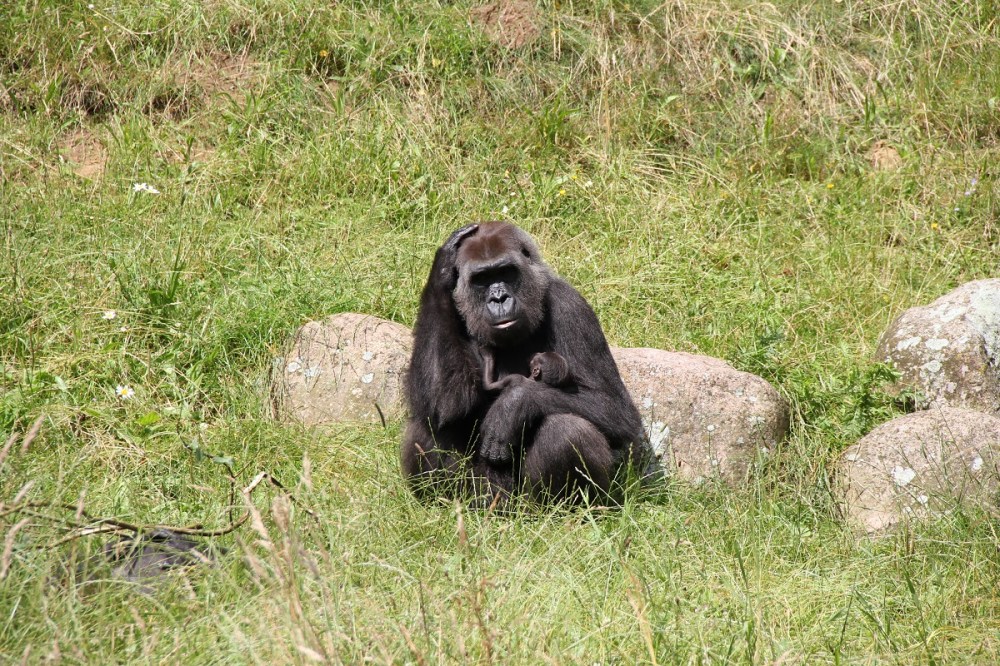 FamilyFriday-GivskudZoo-Safari-Mama-und-Baby-BineLovesLife