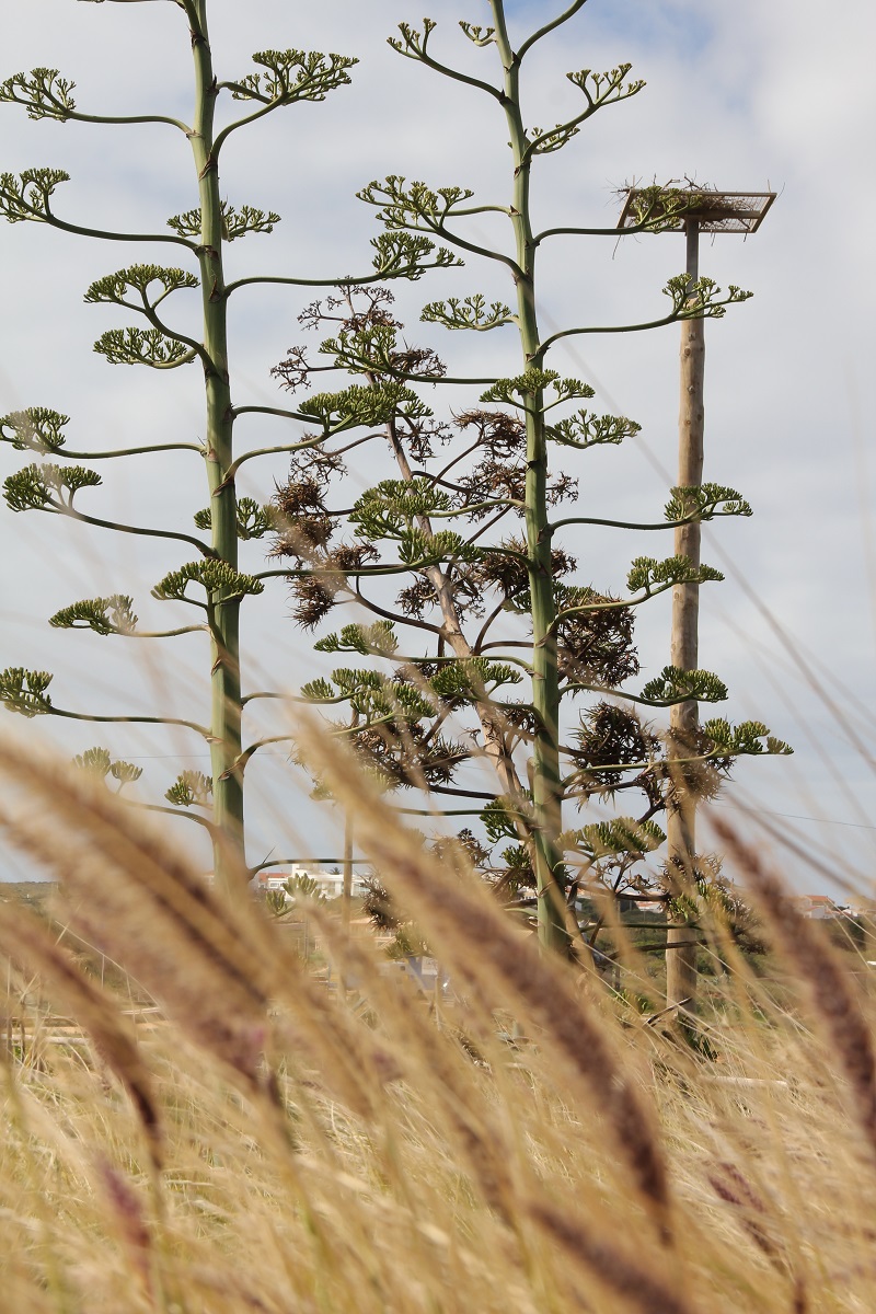 Sonnenschutz Kollagen FamilyFriday BineLovesLife
