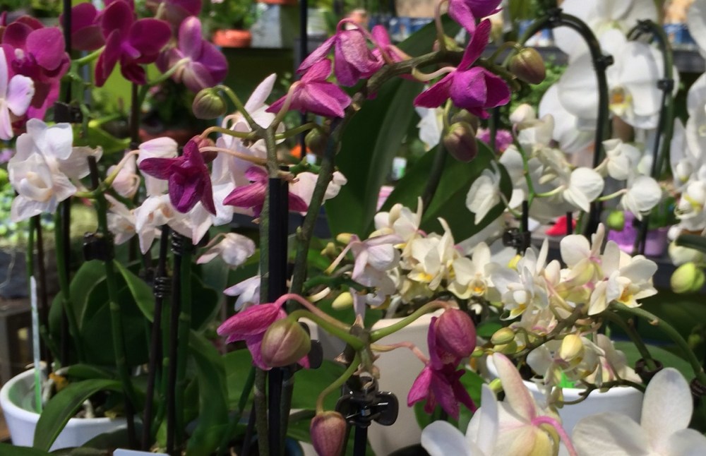 Wedding-Wednesday-Beauty-Schönheitsritual-BineLovesLife