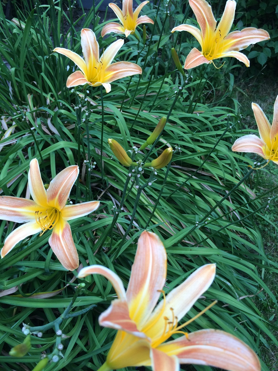 Wedding-Wednesday-Anemone-BineLovesLife Wedding-Wednesday-Anemone-BineLovesLife