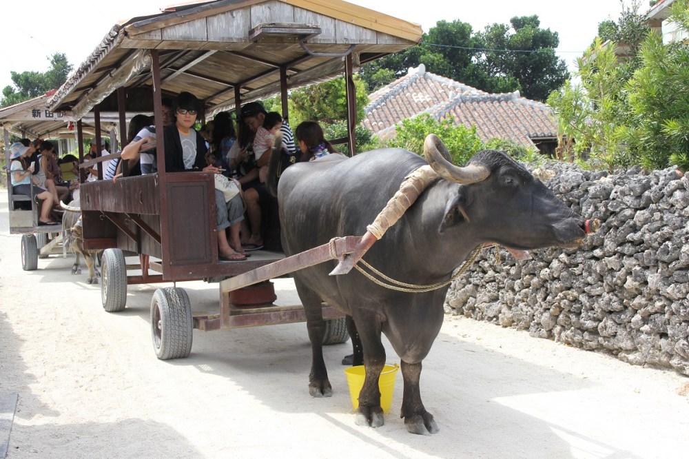 taketomi-island-ishigaki-water-buffalo-bineloveslife