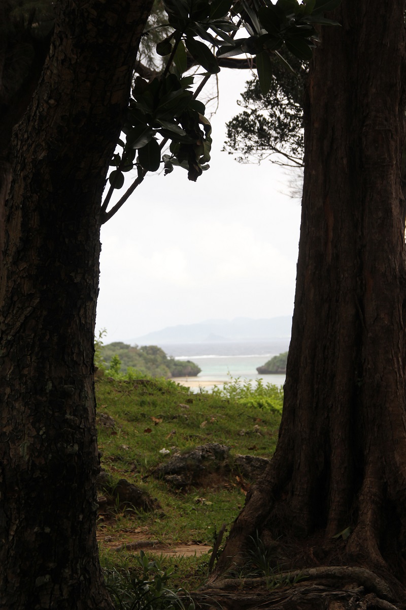 ishigaki-jungle-bineloveslife