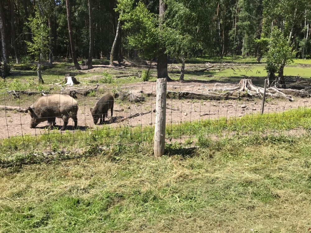 Wildpark Hanuar Fasanerie BineLovesLife
