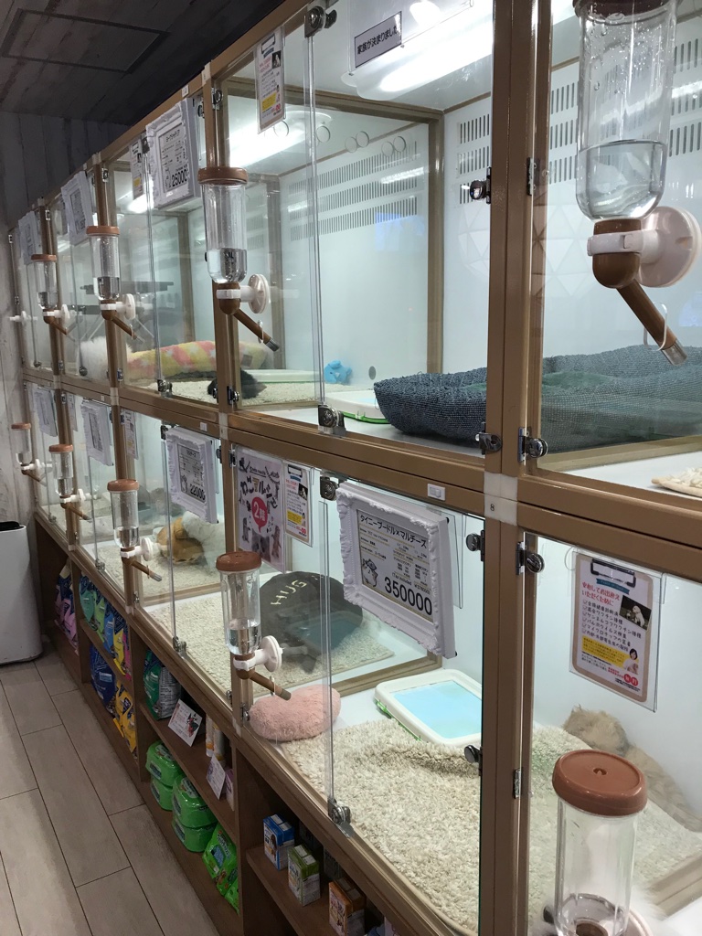 Hundekauf in Tokyo BineLovesLife