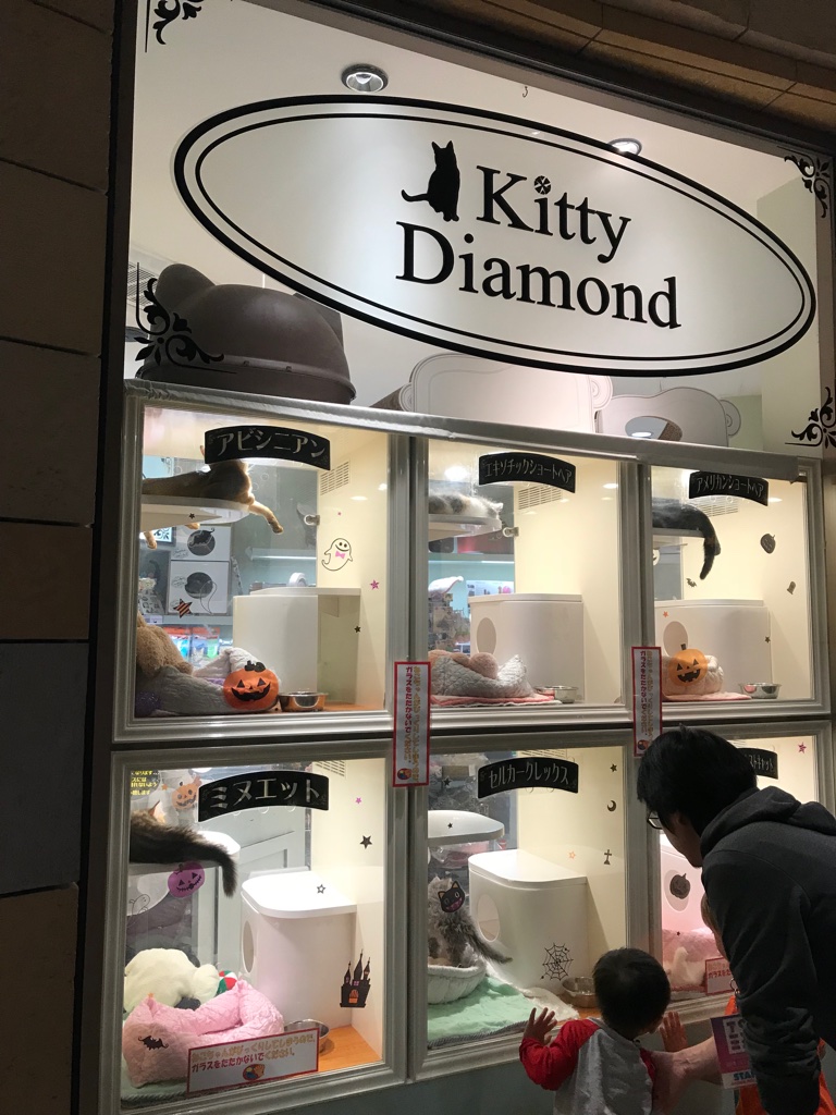 Katzenfenster Tokyo BineLovesLife