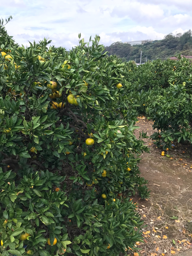 Mandarinenernte in Japan Halbinsel Izu BineLovesLife