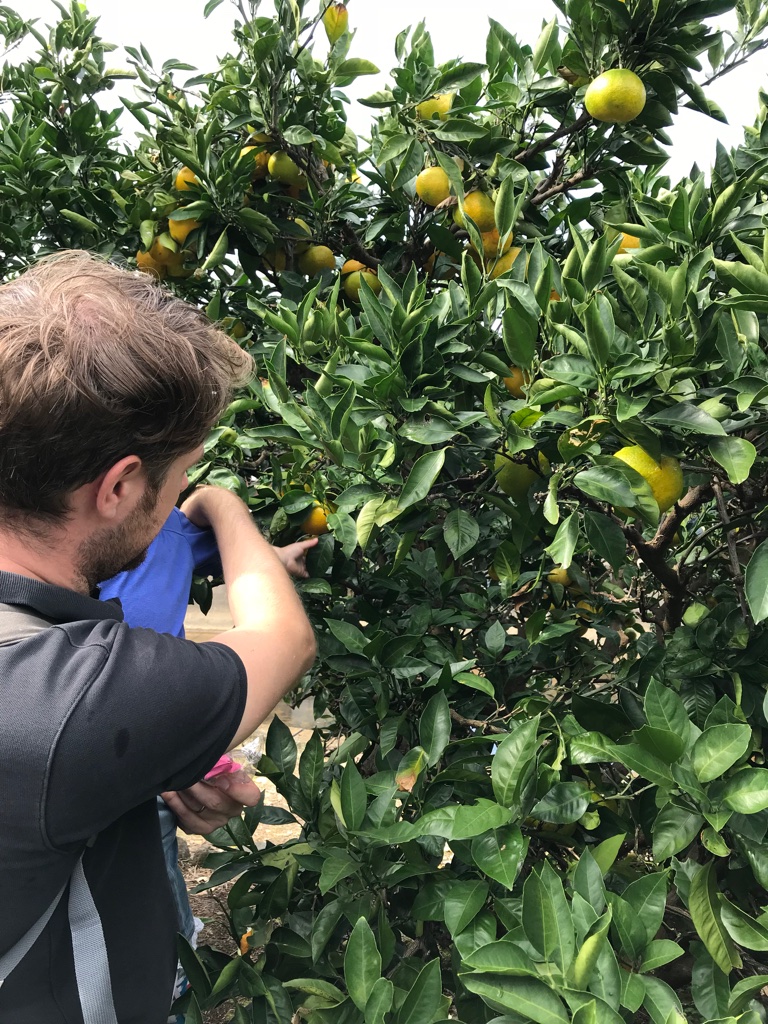 Mandarinenernte mit Kindern TravelTuesday BineLovesLife