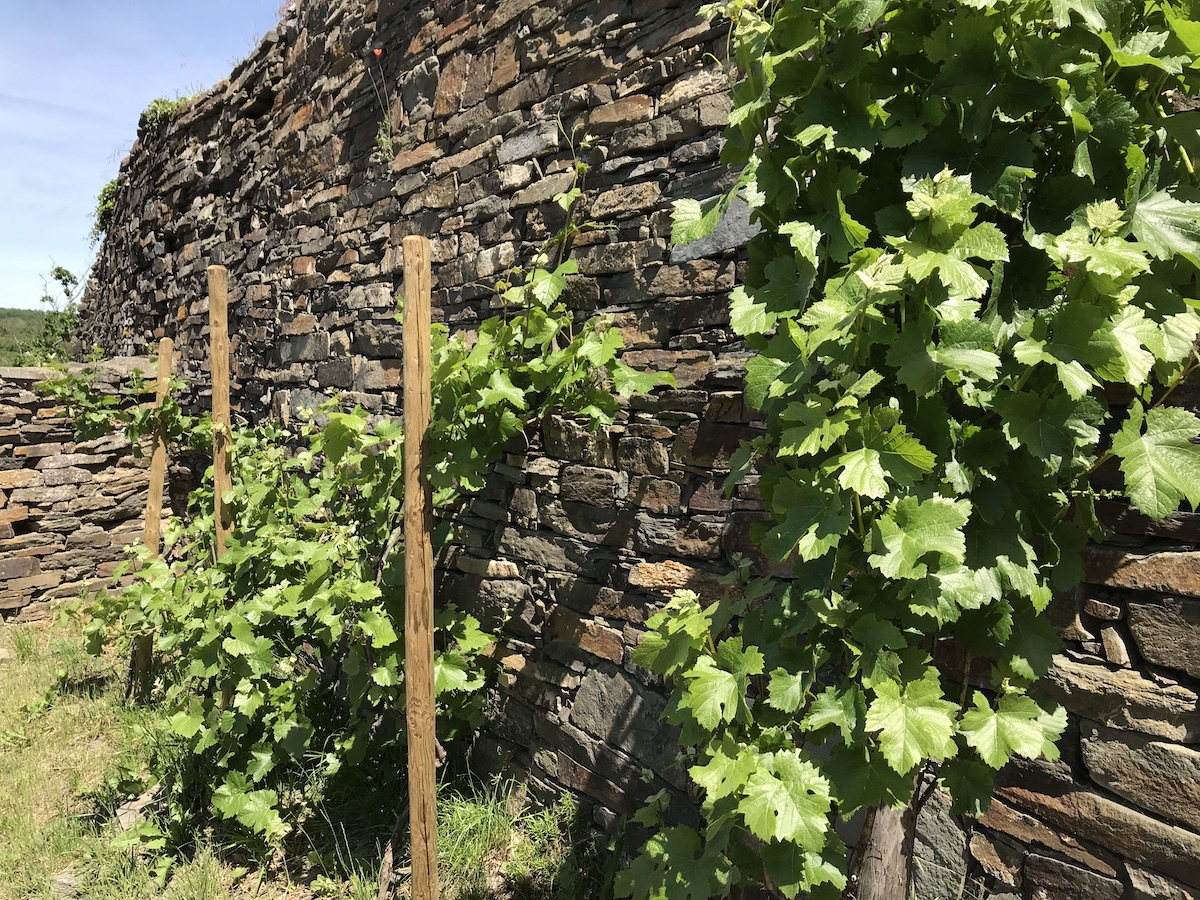 Burg Are Wein BineLovesLife