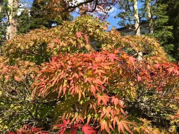 Japan Reise mit Kindern: Takayama