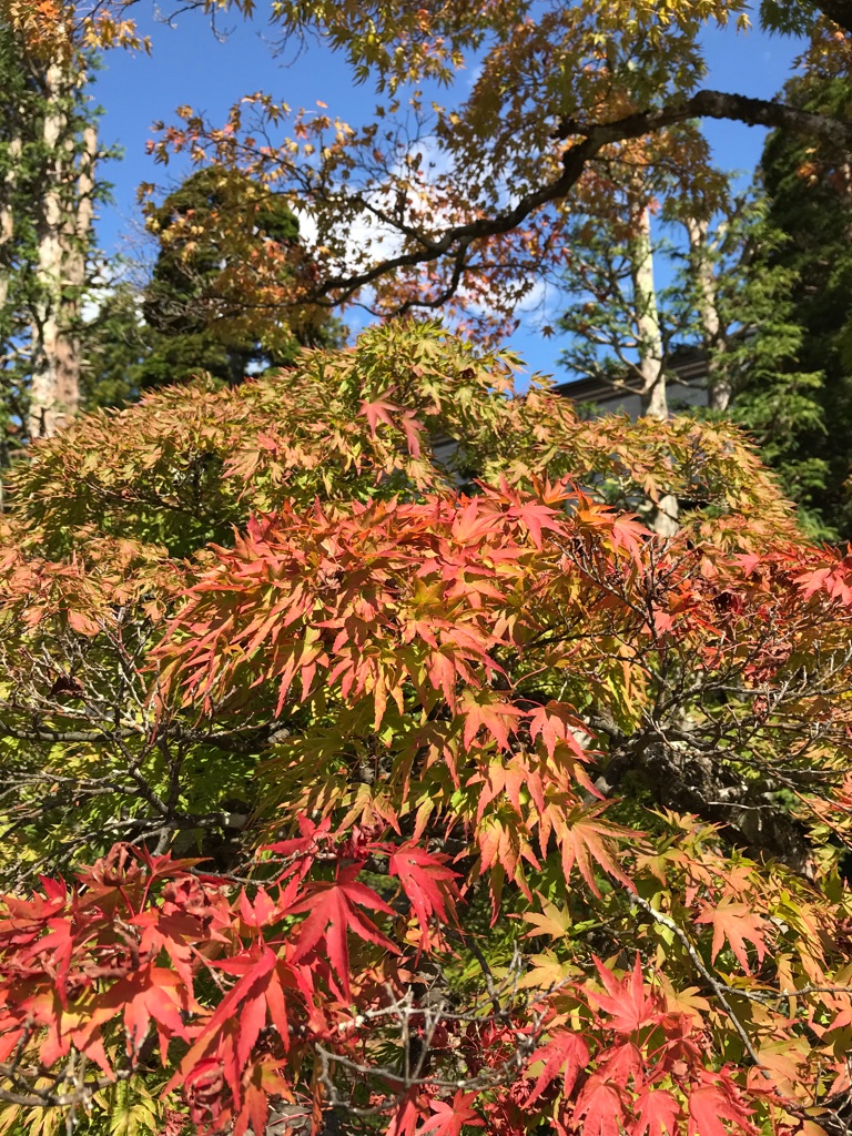 Herbst in Japan TravelTuesday BineLovesLife