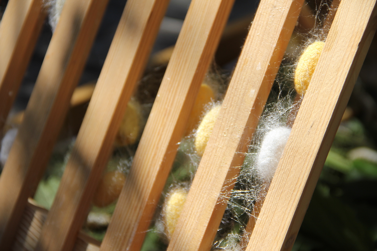 Seidenraupen Kokon BineLovesLife