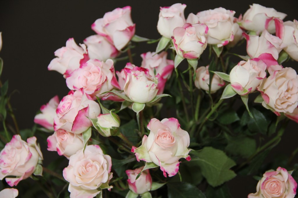 Energie für gestresste Mütter BineLovesLife