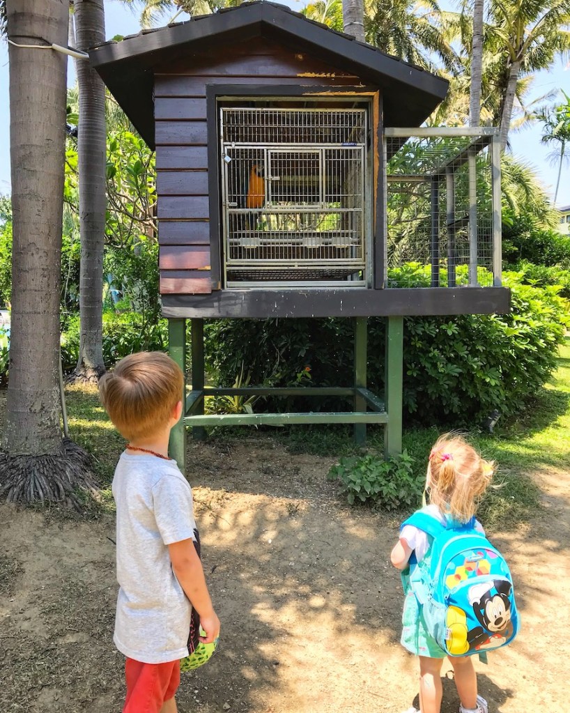 Abschied von Papagei Boss Taiwan BineLovesLife