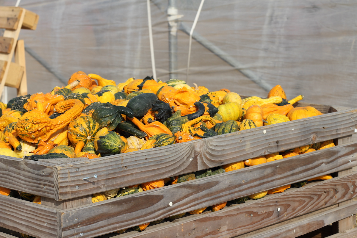 Maislabyrinth Hessen Ausflug BineLovesLife