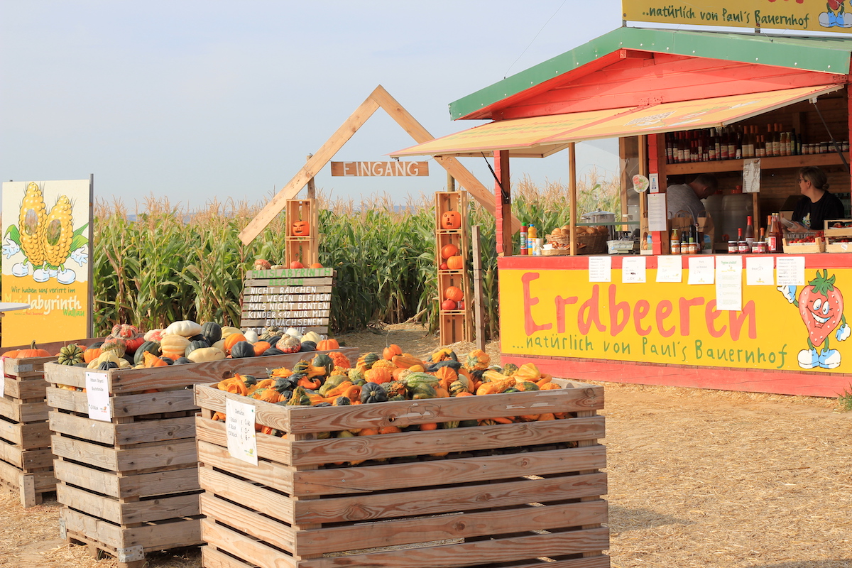 Maislabyrinth Wallau BineLovesLife