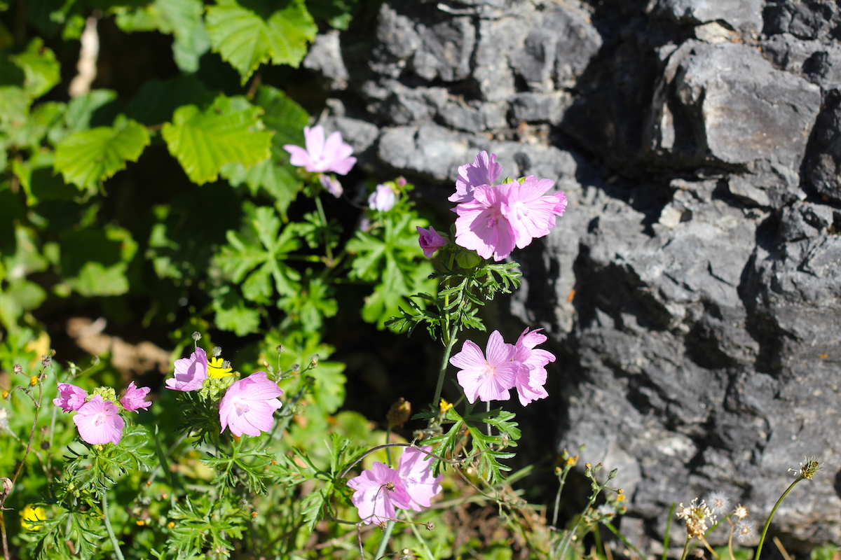 Natururlaub Schweiz BineLovesLife