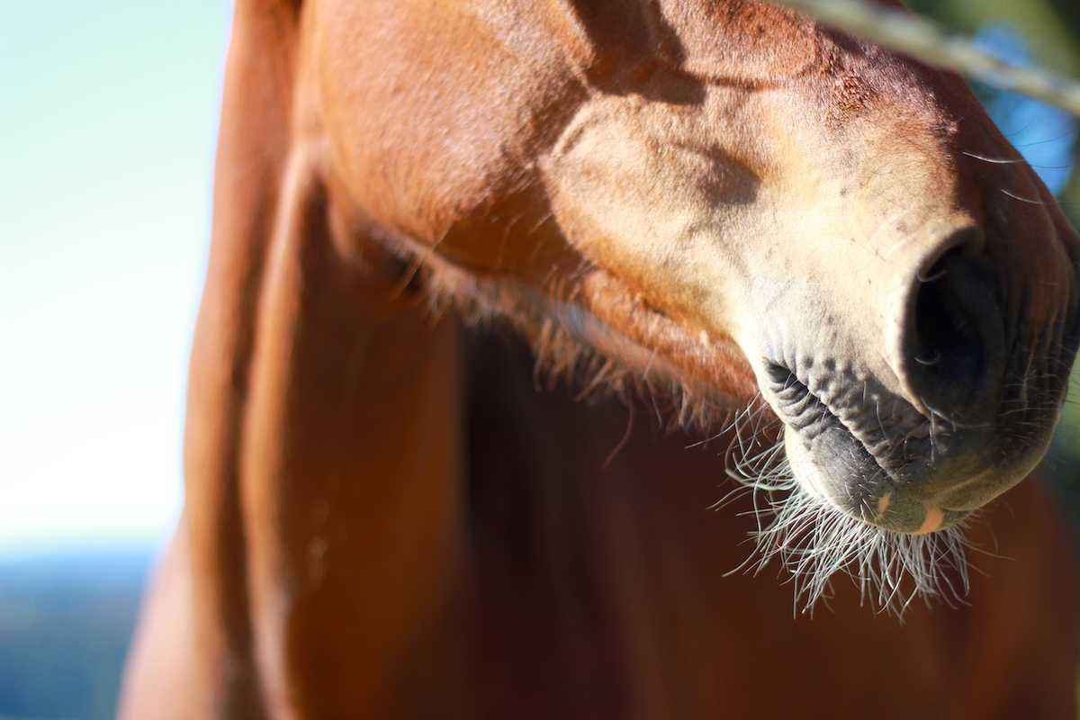 Reka Ferien Pferdefarm BineLovesLife