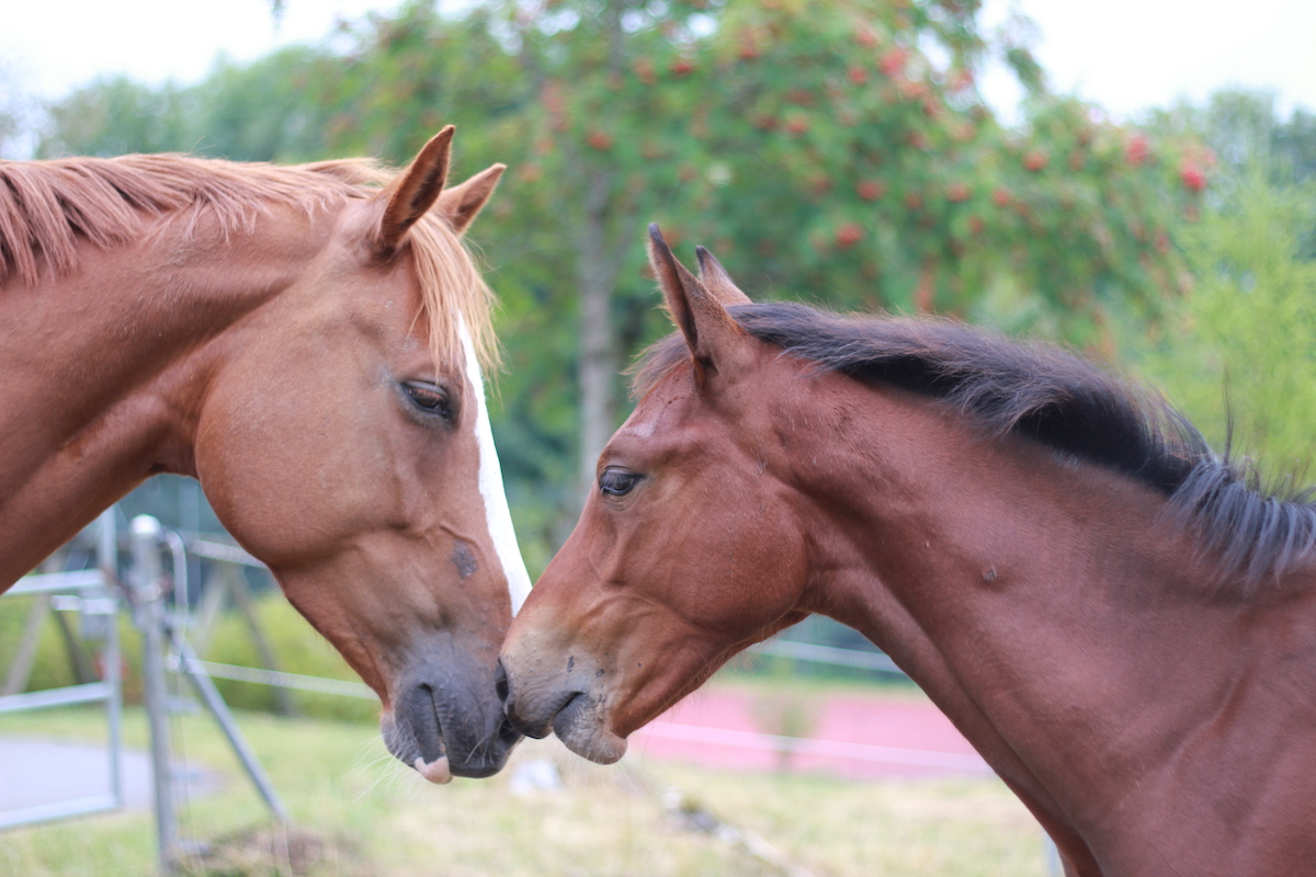 Reka Feriendorf Monfaucon Schweiz Pferde BineLovesLife
