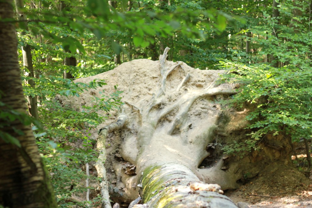 Neroberg Walderlebnispfad Wiesbaden mit Kindern BineLovesLife