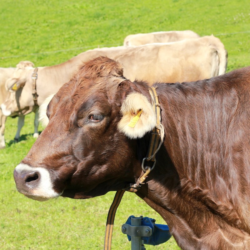 Wie gesund ist Milch?